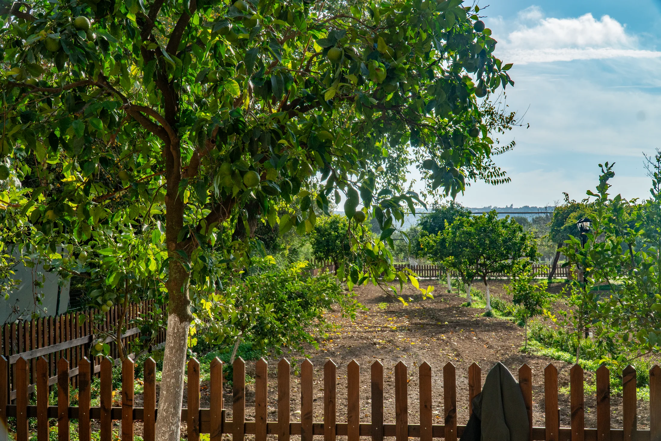 Chios. A journey that tastes of citrus, with the aroma of mastic