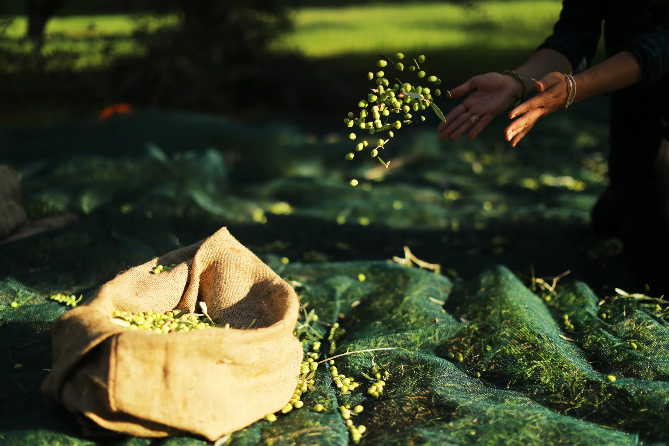 The golden route of the olive. A journey of taste and culture in the Peloponnese