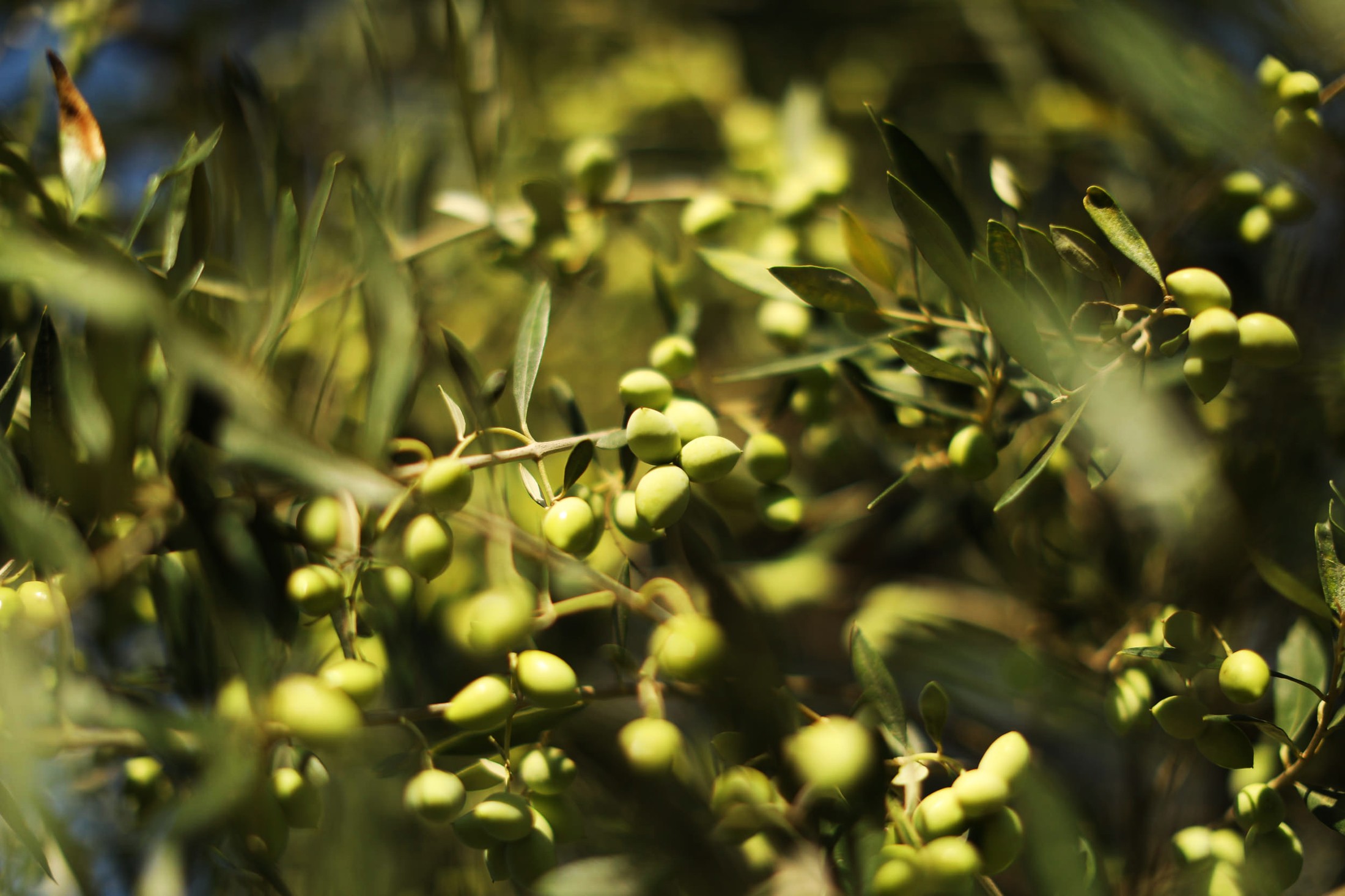 Koroni, home of the Koroneiki olive