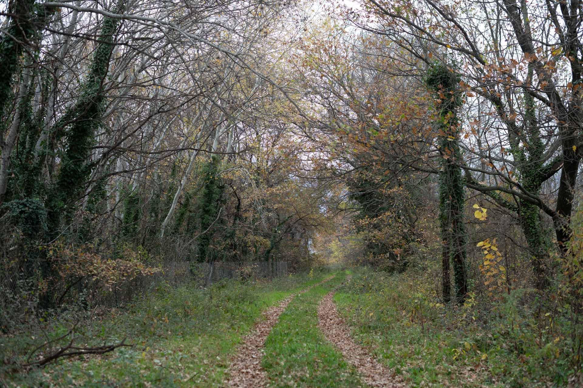 „Tausend Bäume“