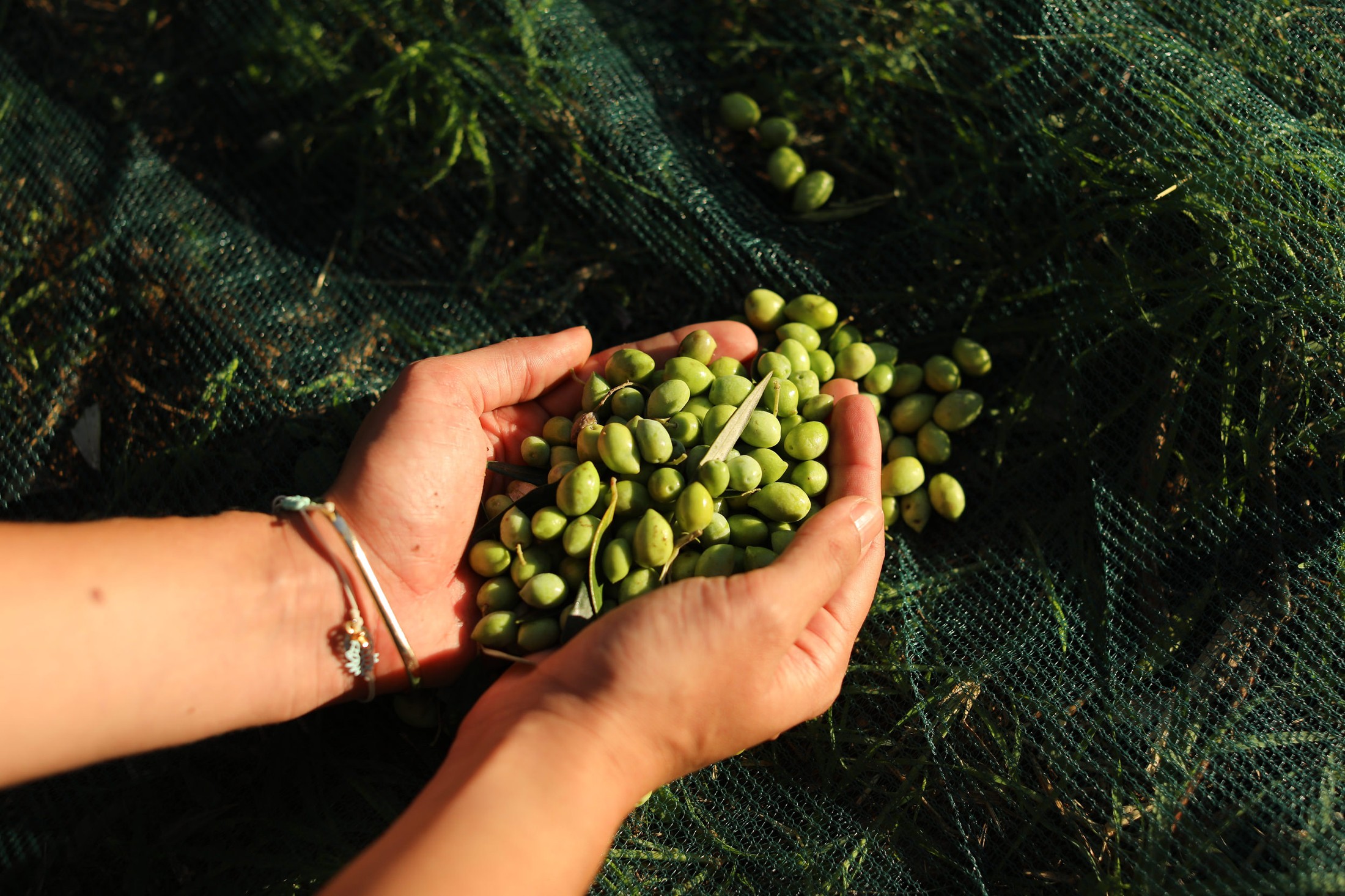 Traditional Olive Mill in Charakopio