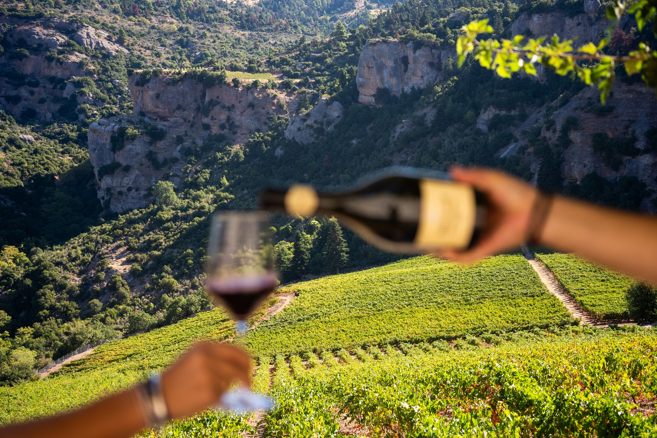 Wine culture routes in Macedonia: From Naoussa and Amyntaio to Drama